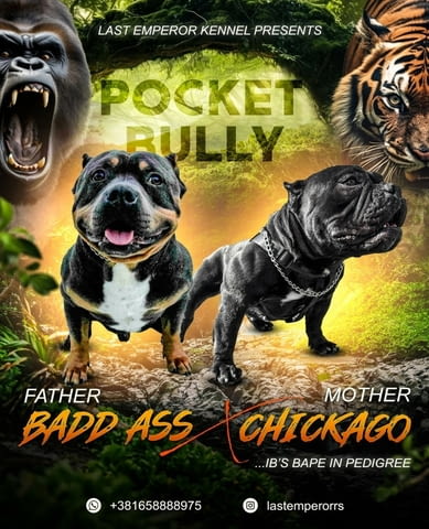 Pocket Micro American Bully кученца Другa, Ваксинирано - Да, Обезпаразитено - Да - град Извън България | Кучета - снимка 1