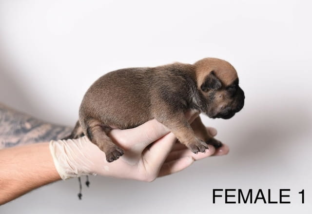 Pocket Micro American Bully кученца Другa, Vaccinated - Yes, Dewormed - Yes - city of Izvun Bulgaria | Dogs - снимка 5