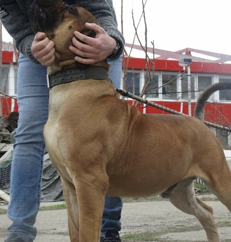 Южноафрикански мастиф Boerboel кученца за продажба Mastiff, 3 Months, Vaccinated - Yes - city of Sofia | Dogs - снимка 4