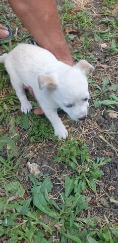Mалки и игриви кученца Джак ръсел Джак-ръселов териер, 1 месец, Ваксинирано - Да - град Хасково | Кучета - снимка 1