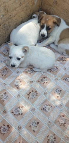 Mалки и игриви кученца Джак ръсел Джак-ръселов териер, 1 месец, Ваксинирано - Да - град Хасково | Кучета - снимка 2