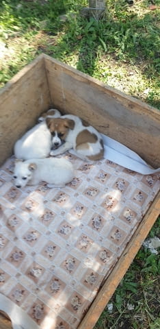 Mалки и игриви кученца Джак ръсел Джак-ръселов териер, 1 месец, Ваксинирано - Да - град Хасково | Кучета - снимка 3