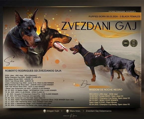 Doberman puppies 2 Months, Vaccinated - Yes, Dewormed - Yes - city of Izvun Bulgaria | Dogs - снимка 1