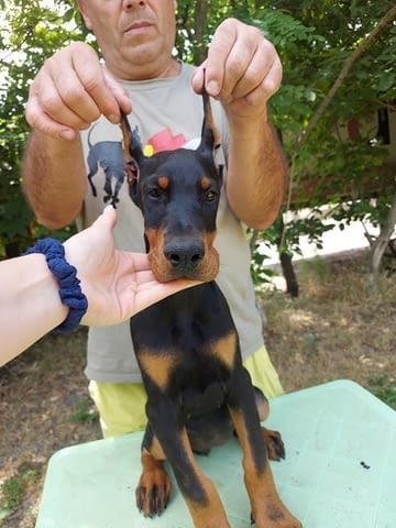 Doberman puppies Доберман, 2 месеца, Ваксинирано - Да - град Извън България | Кучета - снимка 2