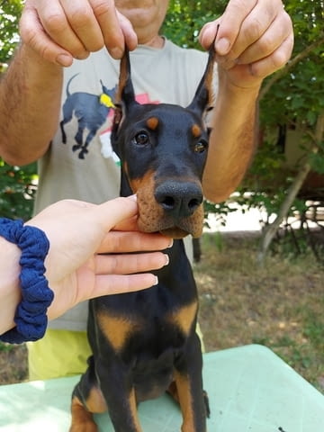 Doberman puppies Доберман, 2 месеца, Ваксинирано - Да - град Извън България | Кучета - снимка 3