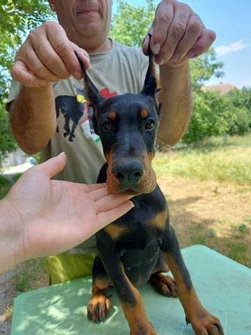 Doberman puppies Доберман, 2 месеца, Ваксинирано - Да - град Извън България | Кучета - снимка 4