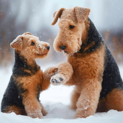 Уелски териер кученца Welsh Terrier, Vaccinated - Yes, Dewormed - Yes - city of Izvun Bulgaria | Dogs - снимка 1