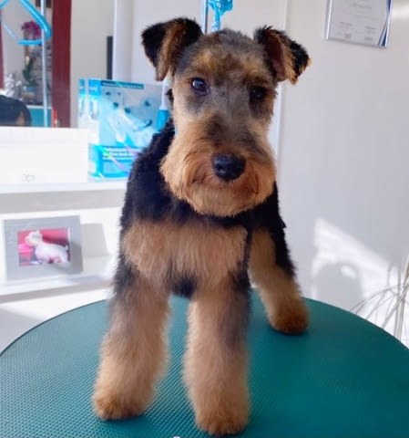 Уелски териер кученца Welsh Terrier, Vaccinated - Yes, Dewormed - Yes - city of Izvun Bulgaria | Dogs - снимка 2