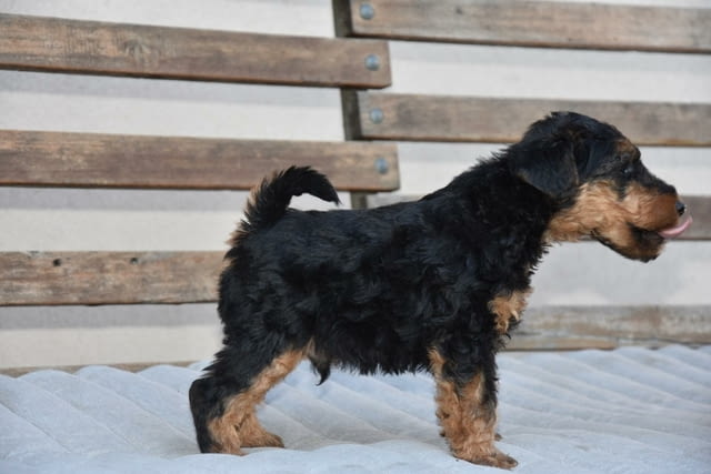 Уелски териер кученца Welsh Terrier, Vaccinated - Yes, Dewormed - Yes - city of Izvun Bulgaria | Dogs - снимка 3