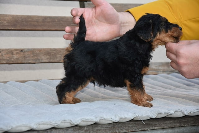 Уелски териер кученца Welsh Terrier, Vaccinated - Yes, Dewormed - Yes - city of Izvun Bulgaria | Dogs - снимка 4