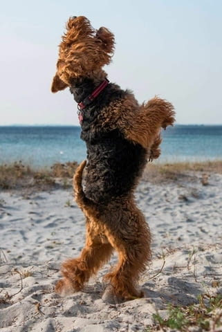 Уелски териер кученца Welsh Terrier, Vaccinated - Yes, Dewormed - Yes - city of Izvun Bulgaria | Dogs - снимка 5