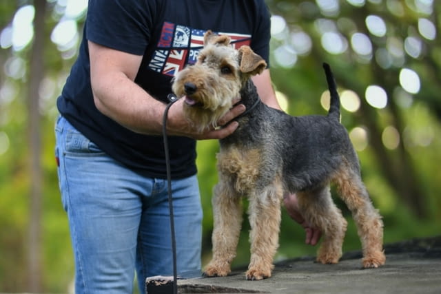 Уелски териер кученца Welsh Terrier, Vaccinated - Yes, Dewormed - Yes - city of Izvun Bulgaria | Dogs - снимка 6