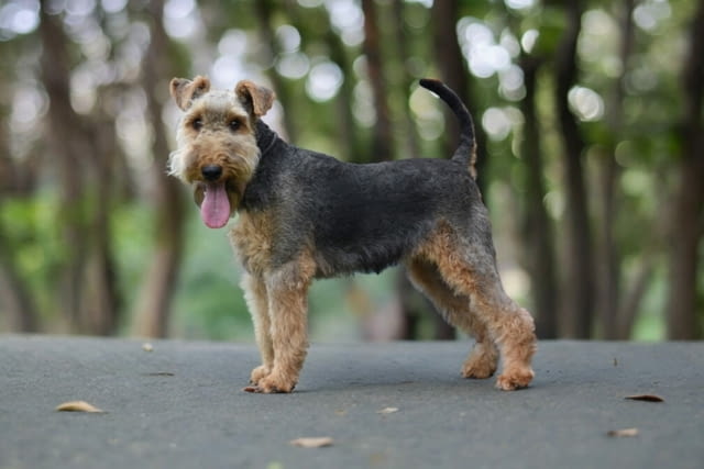 Уелски териер кученца Welsh Terrier, Vaccinated - Yes, Dewormed - Yes - city of Izvun Bulgaria | Dogs - снимка 7