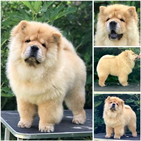 Чау чау, прекрасни кученца Chow-Chow, Vaccinated - Yes - city of Sofia | Dogs - снимка 1