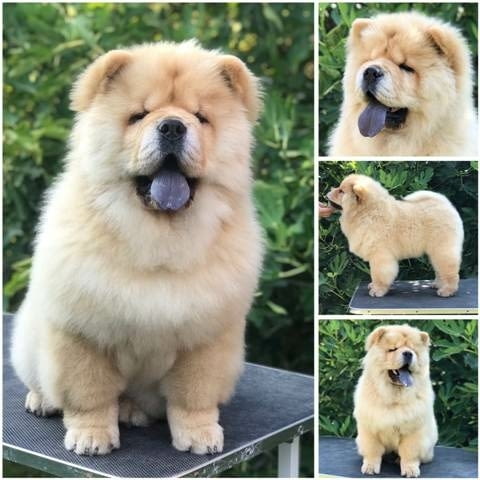 Чау чау, прекрасни кученца Chow-Chow, Vaccinated - Yes - city of Sofia | Dogs - снимка 2