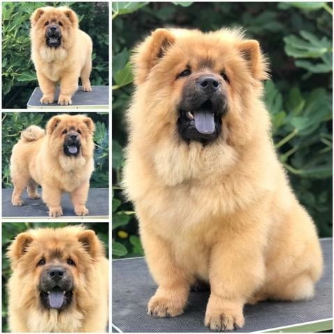 Чау чау, прекрасни кученца Chow-Chow, Vaccinated - Yes - city of Sofia | Dogs - снимка 3