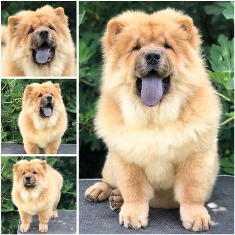 Чау чау, прекрасни кученца Chow-Chow, Vaccinated - Yes - city of Sofia | Dogs - снимка 4