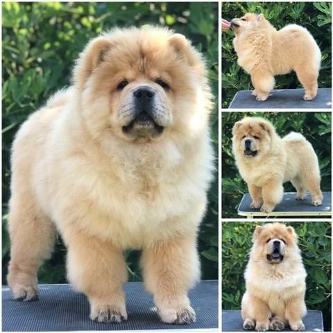 Чау чау, прекрасни кученца Chow-Chow, Vaccinated - Yes - city of Sofia | Dogs - снимка 5