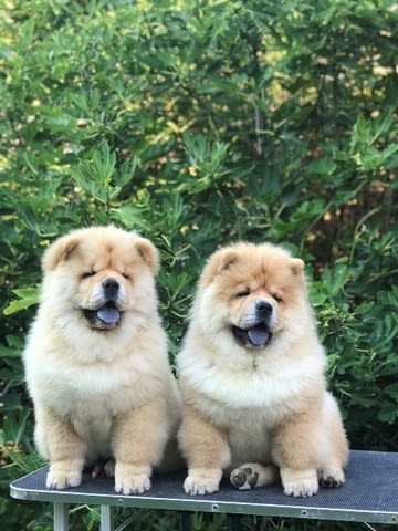 Чау чау, прекрасни кученца Chow-Chow, Vaccinated - Yes - city of Sofia | Dogs - снимка 6