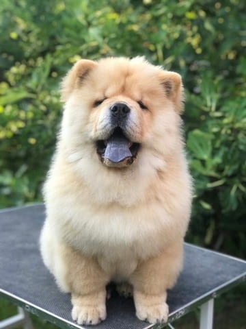 Чау чау, прекрасни кученца Chow-Chow, Vaccinated - Yes - city of Sofia | Dogs - снимка 7