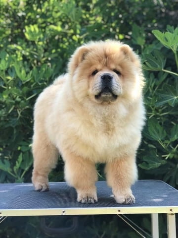 Чау чау, прекрасни кученца Chow-Chow, Vaccinated - Yes - city of Sofia | Dogs - снимка 8