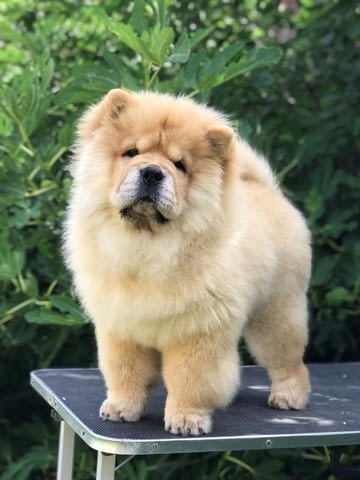 Чау чау, прекрасни кученца Chow-Chow, Vaccinated - Yes - city of Sofia | Dogs - снимка 9