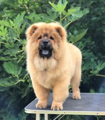 Чау чау, прекрасни кученца Chow-Chow, Vaccinated - Yes - city of Sofia | Dogs - снимка 10