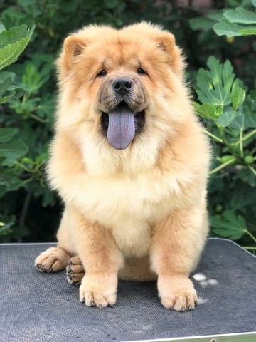 Чау чау, прекрасни кученца Chow-Chow, Vaccinated - Yes - city of Sofia | Dogs - снимка 11