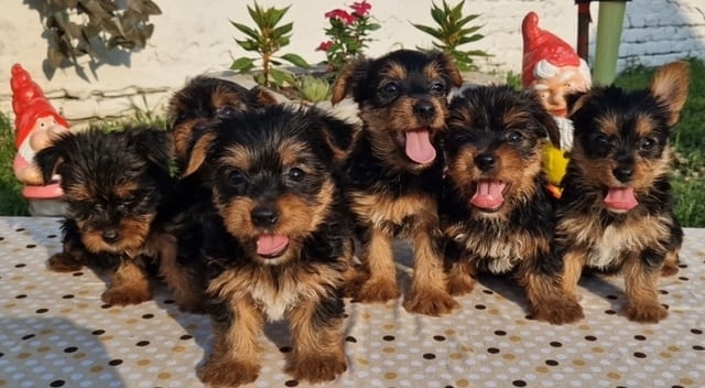 Кученца йорки териер Yorkshire Terrier, 2 Months, Vaccinated - Yes - city of Izvun Bulgaria | Dogs - снимка 1