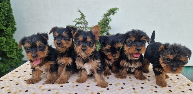 Кученца йорки териер Yorkshire Terrier, 2 Months, Vaccinated - Yes - city of Izvun Bulgaria | Dogs - снимка 3