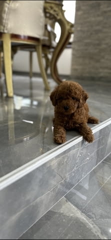 Toy dogs and mini poodles Toy Poodle, 2 Months - city of Izvun Bulgaria | Dogs - снимка 1