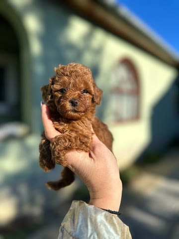 Toy dogs and mini poodles Toy Poodle, 2 Months - city of Izvun Bulgaria | Dogs - снимка 2