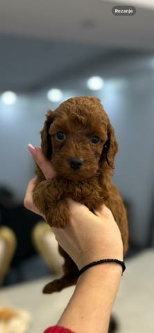 Toy dogs and mini poodles Toy Poodle, 2 Months - city of Izvun Bulgaria | Dogs - снимка 3