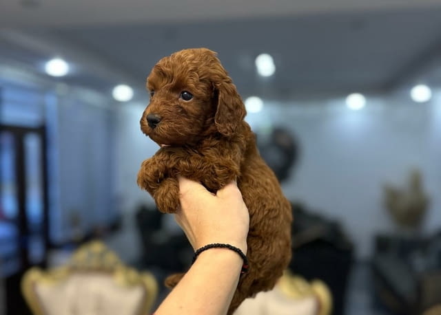 Toy dogs and mini poodles Toy Poodle, 2 Months - city of Izvun Bulgaria | Dogs - снимка 4