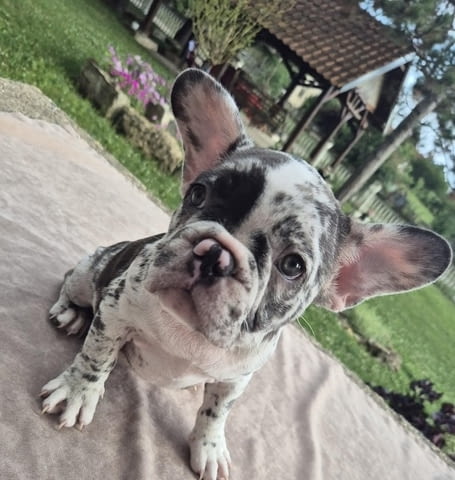 Кученца френски булдог French Bulldog, 2 Months, Vaccinated - Yes - city of Izvun Bulgaria | Dogs - снимка 1