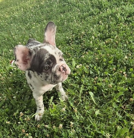 Кученца френски булдог French Bulldog, 2 Months, Vaccinated - Yes - city of Izvun Bulgaria | Dogs - снимка 4