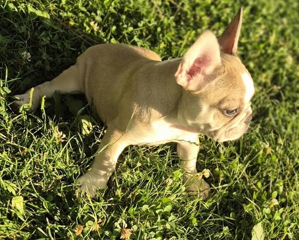 Кученца френски булдог French Bulldog, 2 Months, Vaccinated - Yes - city of Izvun Bulgaria | Dogs - снимка 6