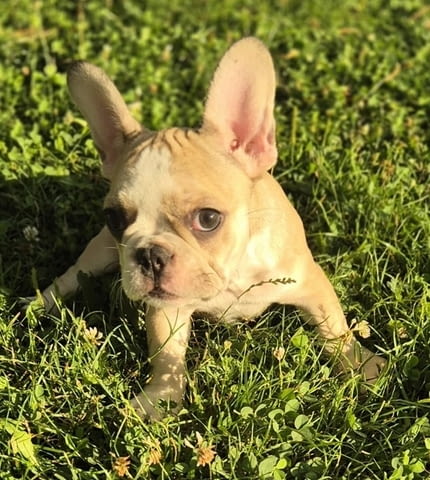 Кученца френски булдог French Bulldog, 2 Months, Vaccinated - Yes - city of Izvun Bulgaria | Dogs - снимка 9