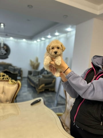 Maltipoo of top genetics Mini Poodle, 2 Months - city of Izvun Bulgaria | Dogs - снимка 1