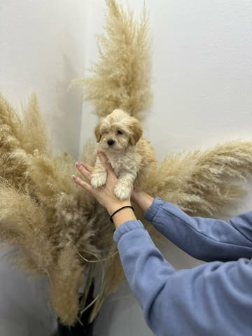 Maltipoo of top genetics Mini Poodle, 2 Months - city of Izvun Bulgaria | Dogs - снимка 2