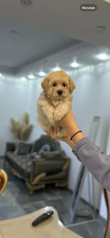 Maltipoo of top genetics Mini Poodle, 2 Months - city of Izvun Bulgaria | Dogs - снимка 3