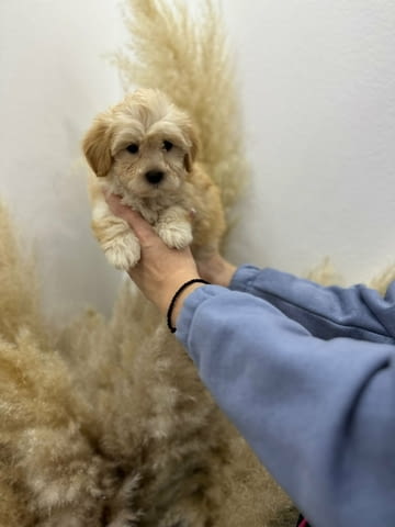 Maltipoo of top genetics Mini Poodle, 2 Months - city of Izvun Bulgaria | Dogs - снимка 4