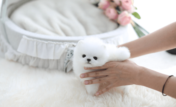 12 седмично кученце померан Pomeranian, 2 Months, Vaccinated - Yes - village Albantsi | Dogs