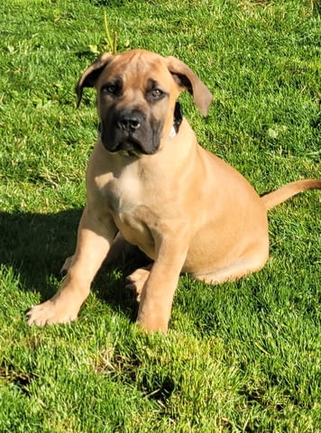 Бурбул Mastiff, 3 Months, Vaccinated - Yes - city of Rusе | Dogs - снимка 1