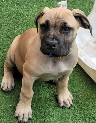 Бурбул Mastiff, 3 Months, Vaccinated - Yes - city of Rusе | Dogs - снимка 2