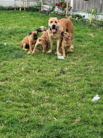 Бурбул Mastiff, 3 Months, Vaccinated - Yes - city of Rusе | Dogs - снимка 5