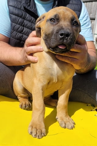 Бурбул Mastiff, 3 Months, Vaccinated - Yes - city of Rusе | Dogs - снимка 6