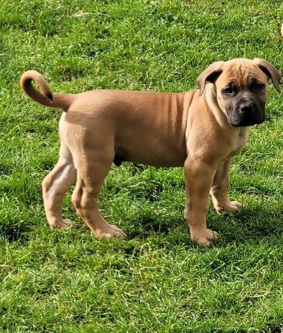 Бурбул Mastiff, 3 Months, Vaccinated - Yes - city of Rusе | Dogs - снимка 7