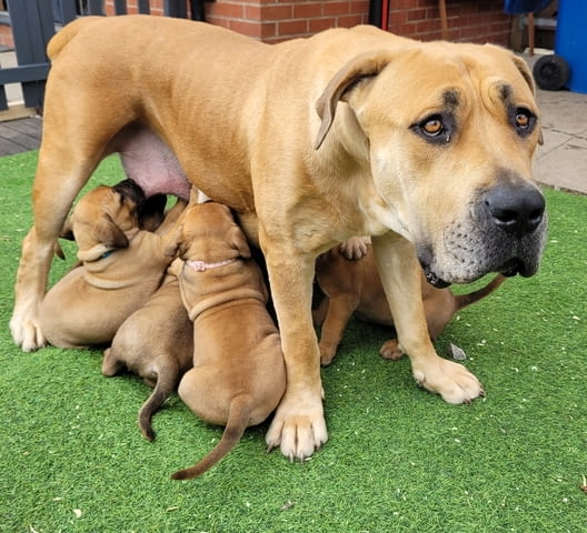 Бурбул Mastiff, 3 Months, Vaccinated - Yes - city of Rusе | Dogs - снимка 8