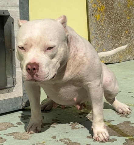 American Pocket Bully кученца Другa, Vaccinated - Yes, Dewormed - Yes - city of Izvun Bulgaria | Dogs - снимка 8